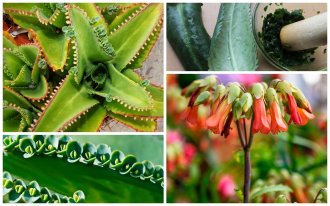 Бриофиллум — полезное и красивое растение, вырастить которое сможет даже начинающий